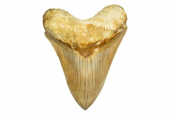 Serrated Fossil Megalodon Tooth From Indonesia - Top Quality #312831